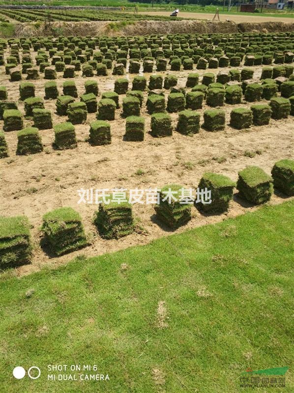 郴州馬尼拉草皮供應(yīng) 