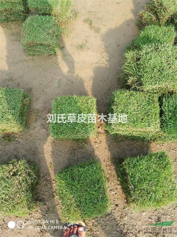 馬尼拉草皮|馬尼拉草坪|湖南草坪