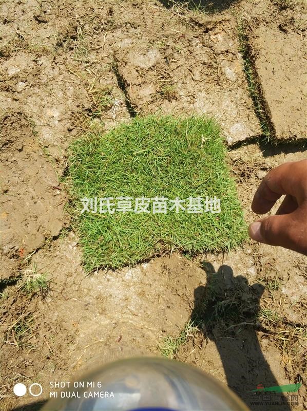 馬尼拉草皮|馬尼拉草坪|湖南草坪