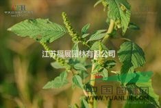 美國籽粒莧別稱千穗谷、尾穗莧、紅莧 籽粒莧種子價格 照片