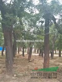 25公分皂角價(jià)格  30公分皂角價(jià)格