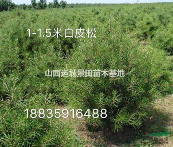 2米白皮松·2米占地白皮松·2米裸根占地白皮松價格供應(yīng)