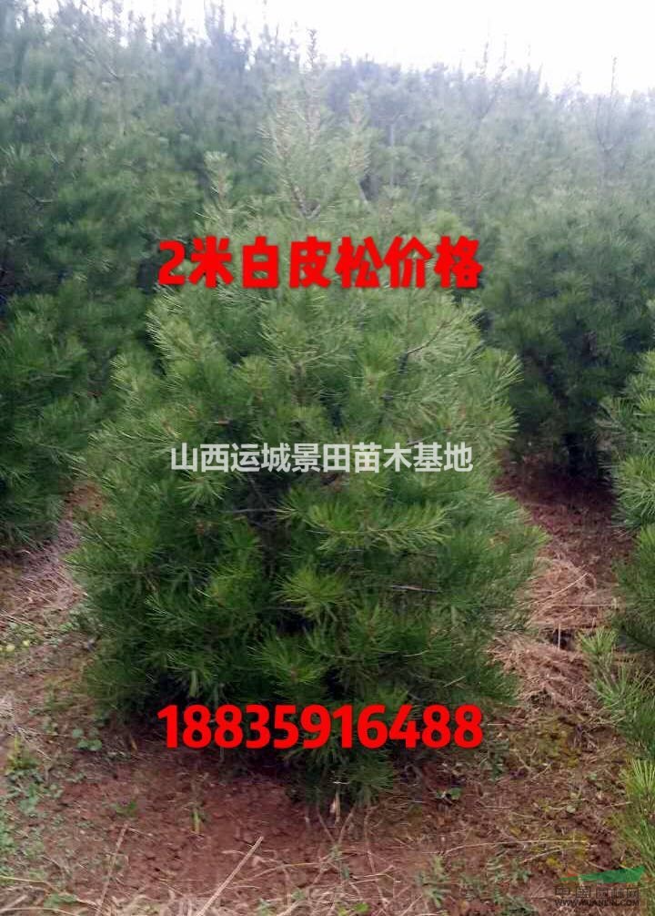 2米白皮松·2米占地白皮松·2米裸根占地白皮松價格供應(yīng)