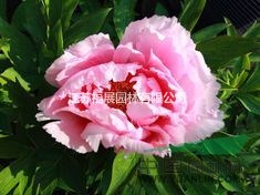 牡丹別稱木芍藥、洛陽(yáng)花、富貴花 牡丹種子價(jià)格 牡丹照片