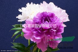 牡丹別稱木芍藥、洛陽(yáng)花、富貴花 牡丹種子價(jià)格 牡丹照片