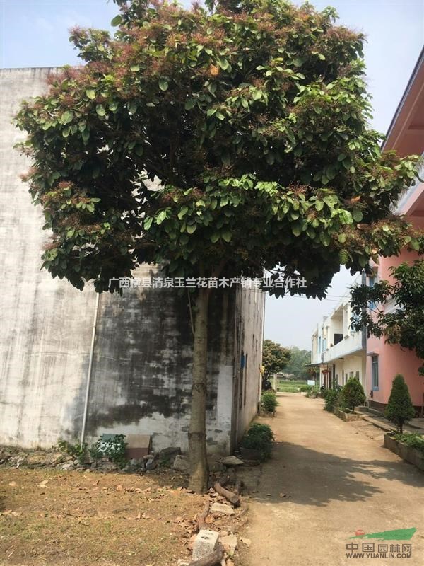 黃角蘭