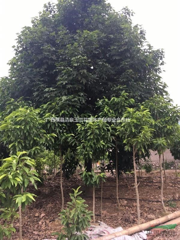 廣西歐洲火焰木價格  南寧歐洲火焰木報價 各種規(guī)格歐洲火焰木