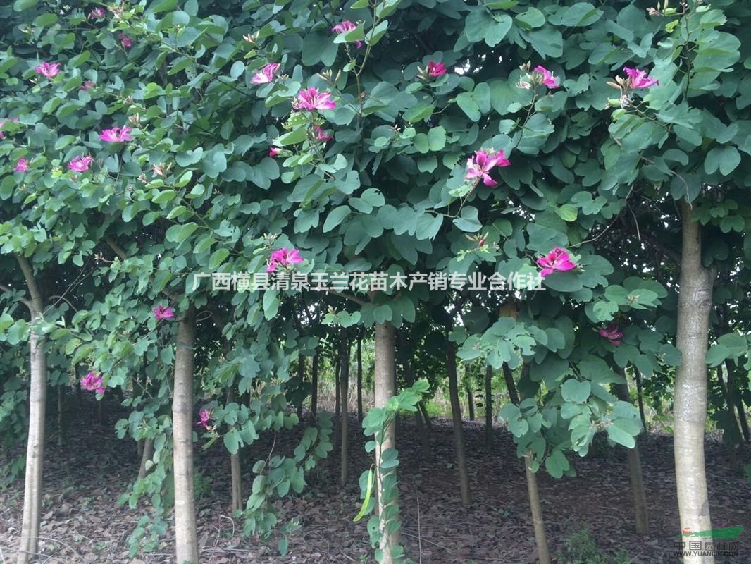 廣西紅花洋紫荊 南寧紅花洋紫荊