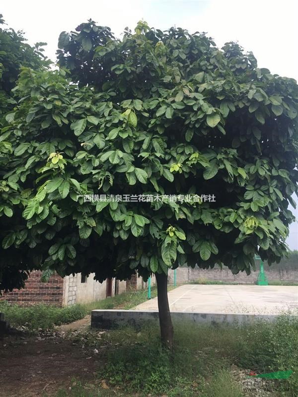 蘋婆樹基地  廣西 蘋婆樹 南寧蘋婆樹