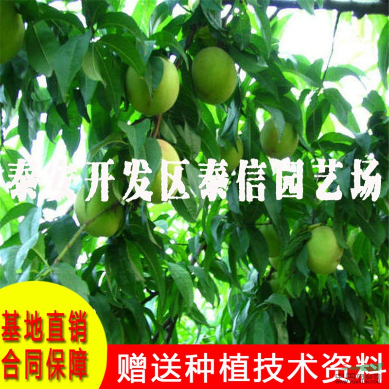 早熟桃苗批發(fā) 早熟桃苗價格