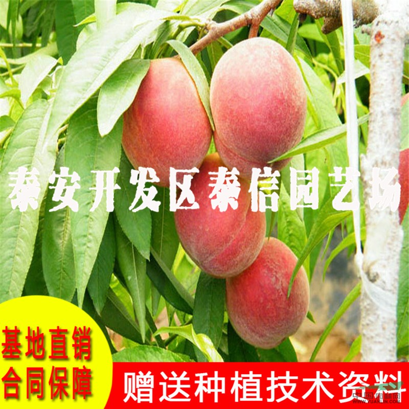 黃金脆桃苗基地 黃金脆桃苗價格