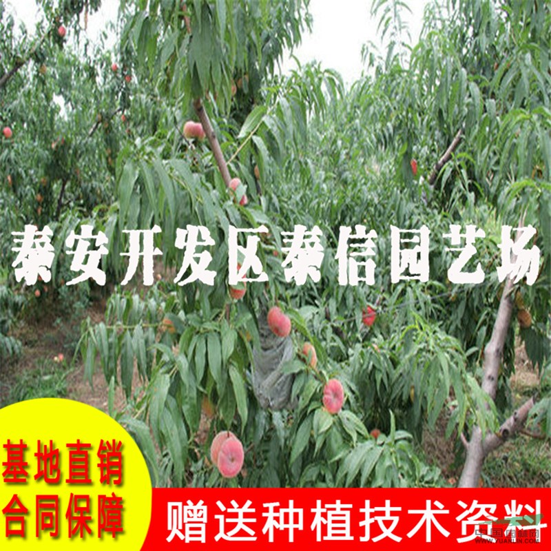 黃金脆桃苗基地 黃金脆桃苗價格