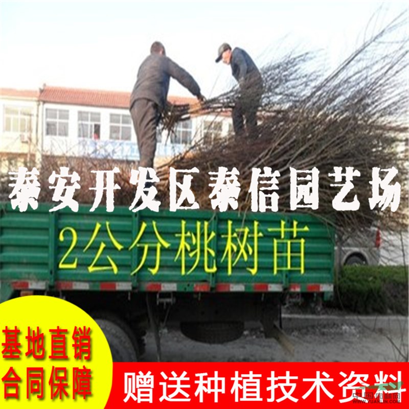 珍品王桃樹苗價格 珍品王桃樹苗批發(fā)