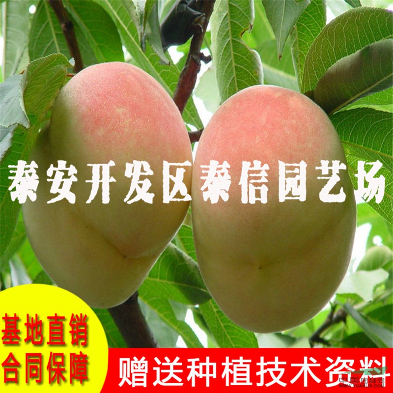 中華壽桃桃樹苗批發(fā) 中華壽桃桃樹苗價格