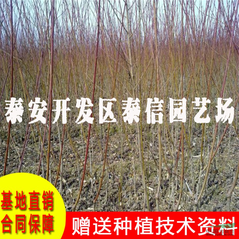 大紅桃桃樹苗基地 大紅桃桃樹苗價(jià)格