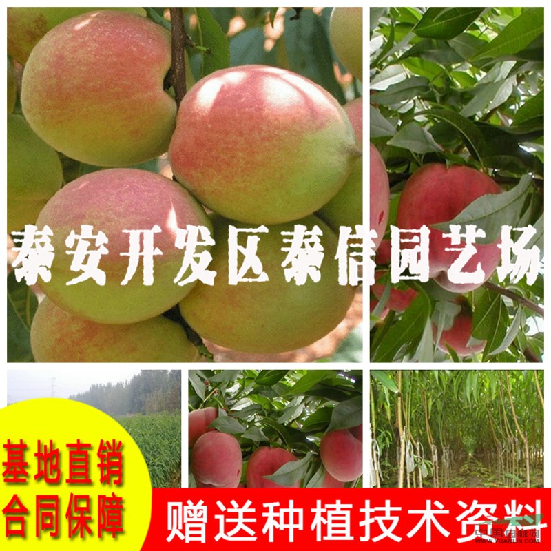 大紅桃桃樹苗基地 大紅桃桃樹苗價(jià)格