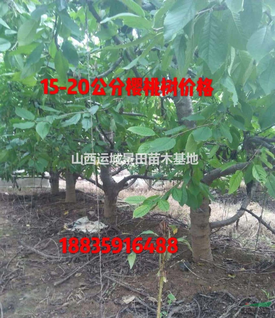 出售一批大櫻桃樹·占地用的櫻桃樹·粗度10-15公分大櫻桃樹