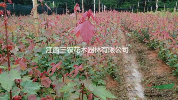 美國紅楓樹 夏日紅楓介紹