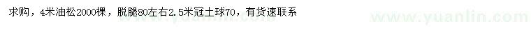 求購4米油松
