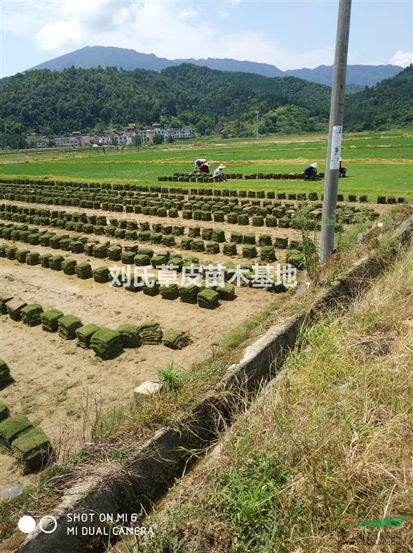 馬尼拉草皮修剪技巧