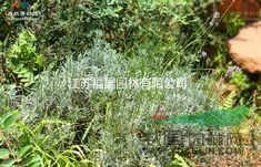 薰衣草種子價格  薰衣草照片 被稱作“香草之后”