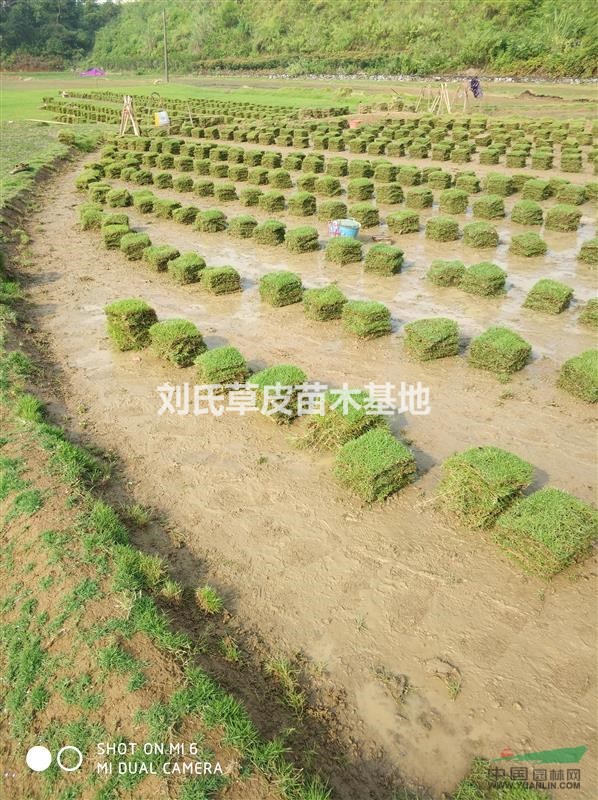 湘西馬尼拉草皮河道護(hù)坡批發(fā)代理