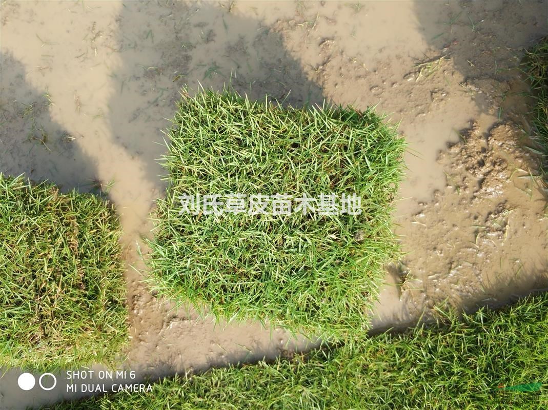 馬尼拉草皮什么價(jià)格