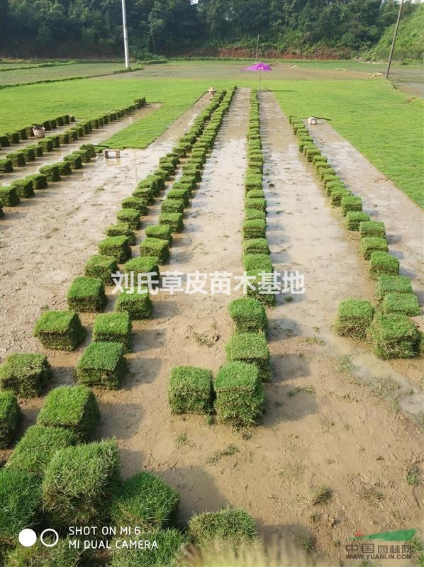 馬尼拉草皮什么價(jià)格
