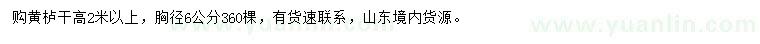 求購胸徑6公分黃櫨