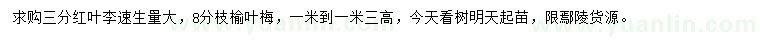 求購3公分速生紅葉李、8分枝榆葉梅