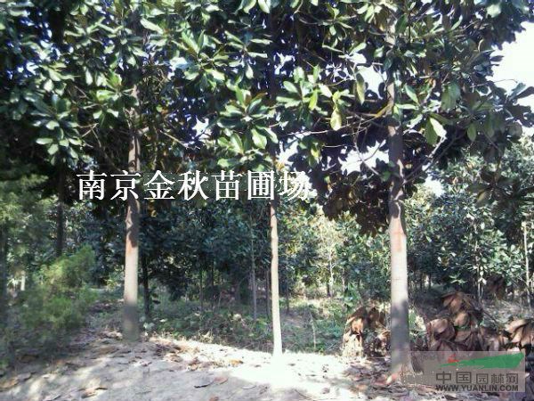 直徑18公分、20公分廣玉蘭報價多少