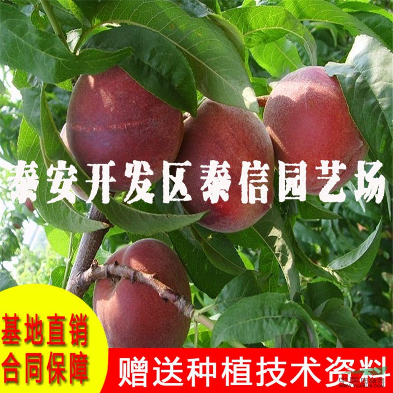 早熟桃樹苗價(jià)格 早熟桃樹苗基地