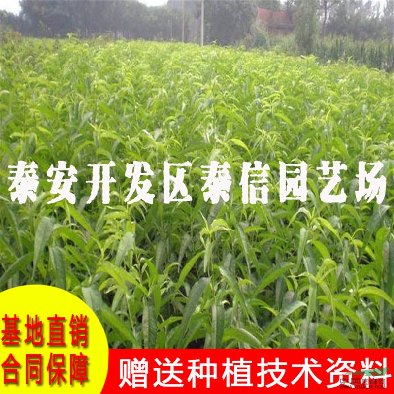 嫁接桃樹苗基地 嫁接桃樹苗價(jià)格