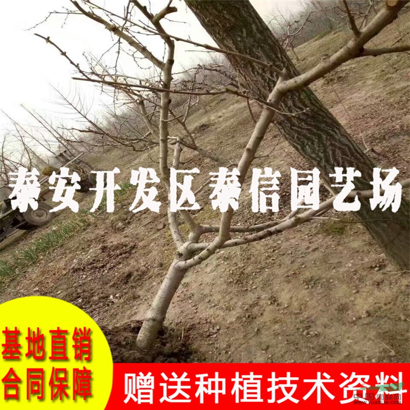 嫁接桃樹苗基地 嫁接桃樹苗價(jià)格