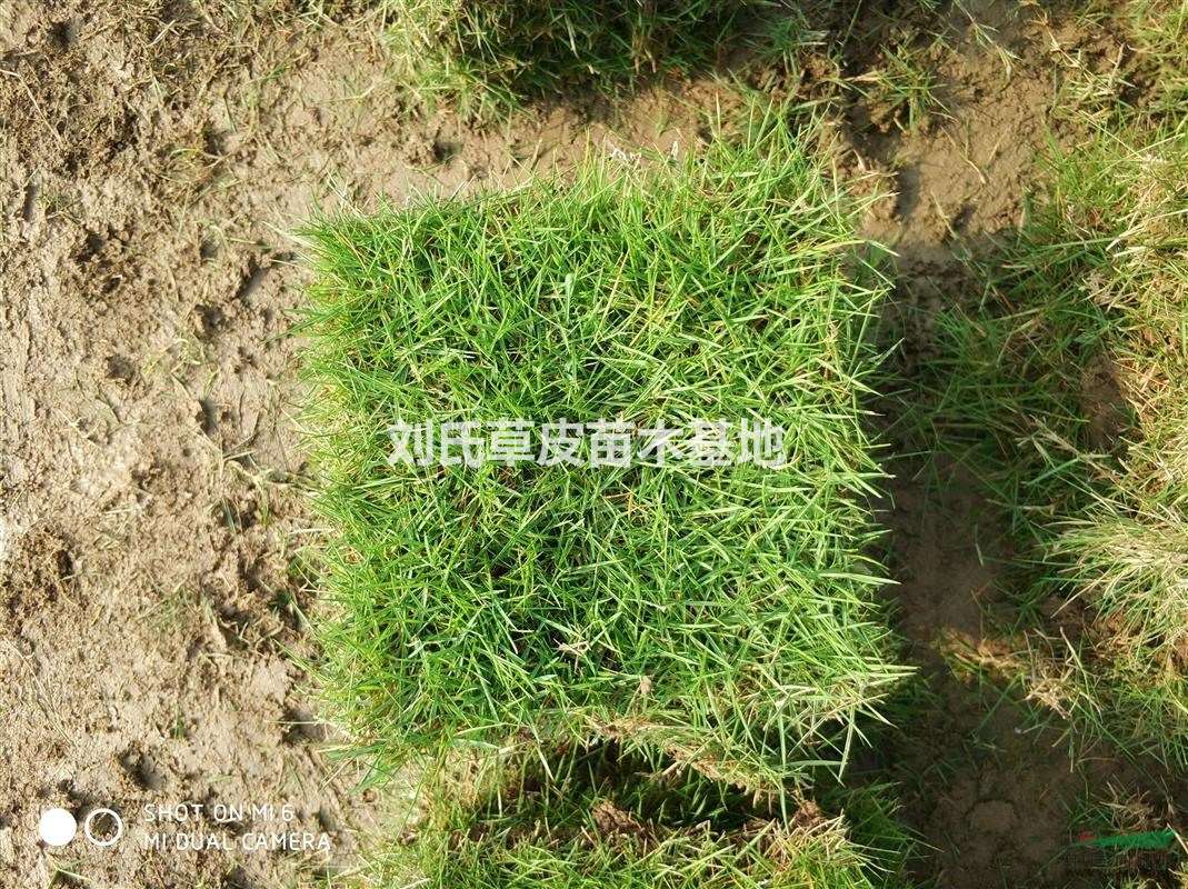 郴州臺灣草價格