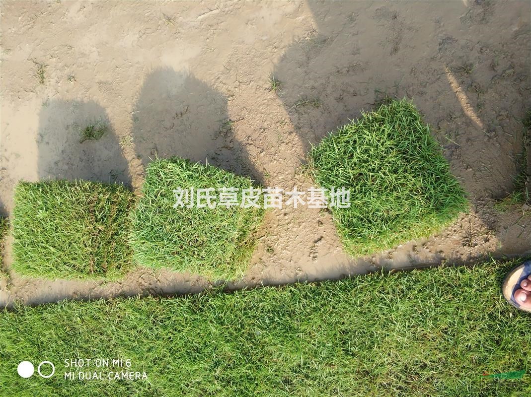 郴州馬尼拉草皮好啊