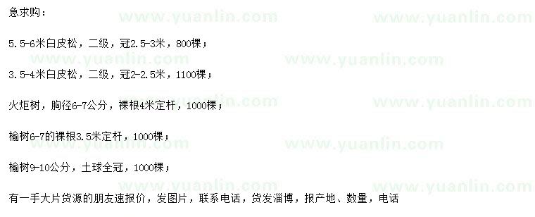 求購(gòu)白皮松、火炬樹、榆樹