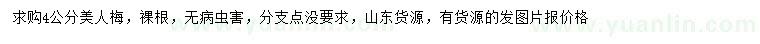 求購4公分美人梅