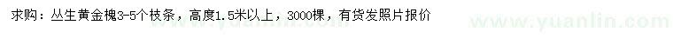 求購3-5分枝叢生黃金槐