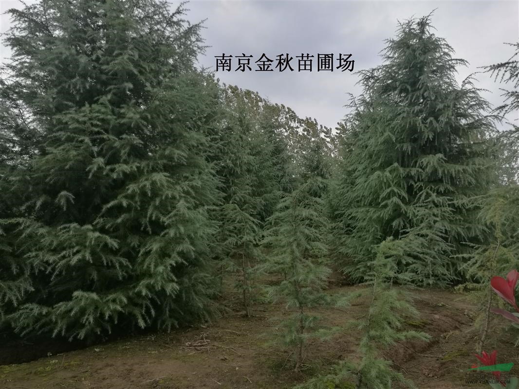 5/6米高雪松批發(fā)供應(yīng)