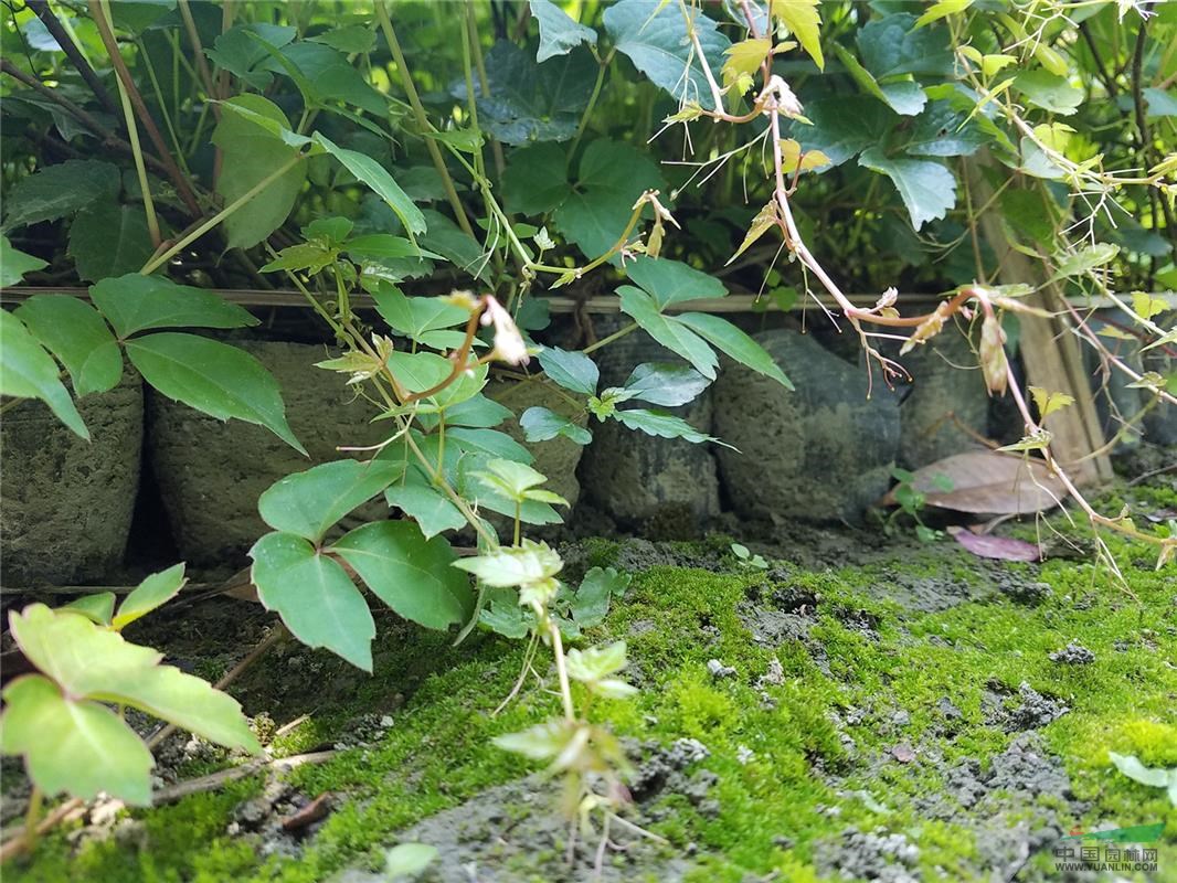 四川成都溫江爬山虎小苗 捆石龍、趴山虎杯苗、巴山虎營(yíng)養(yǎng)袋苗