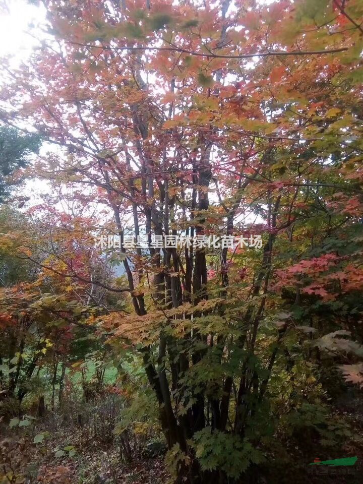 星星園林大量供應(yīng)五角楓，三角楓，紅楓，青楓等各種楓樹