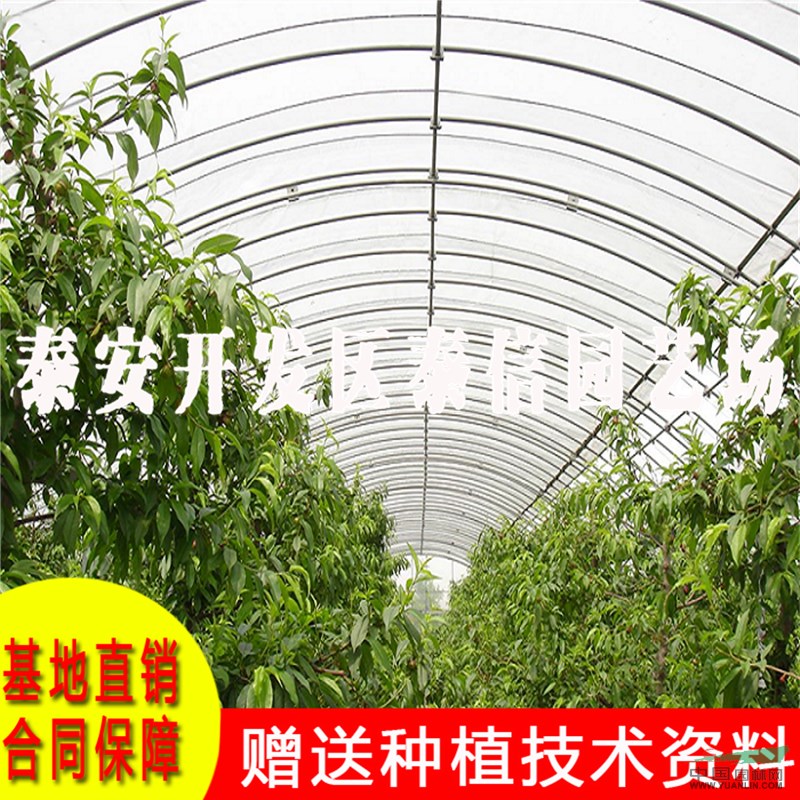 鉆石金蜜桃苗批發(fā) 鉆石金蜜桃苗基地