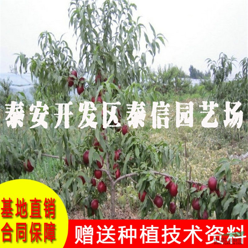 鉆石金蜜桃苗批發(fā) 鉆石金蜜桃苗基地