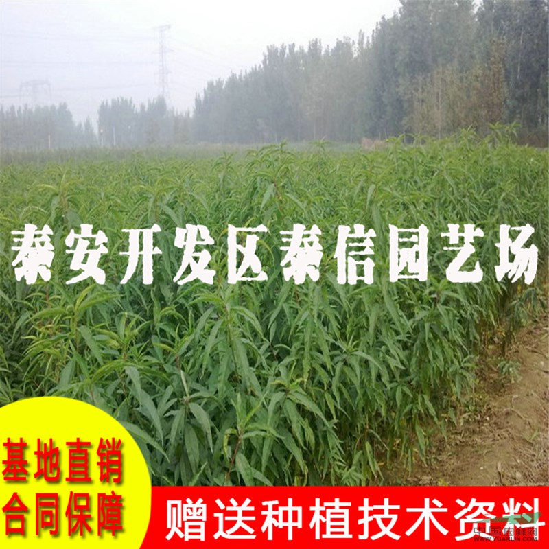 雙喜紅桃苗價格 雙喜紅桃苗基地