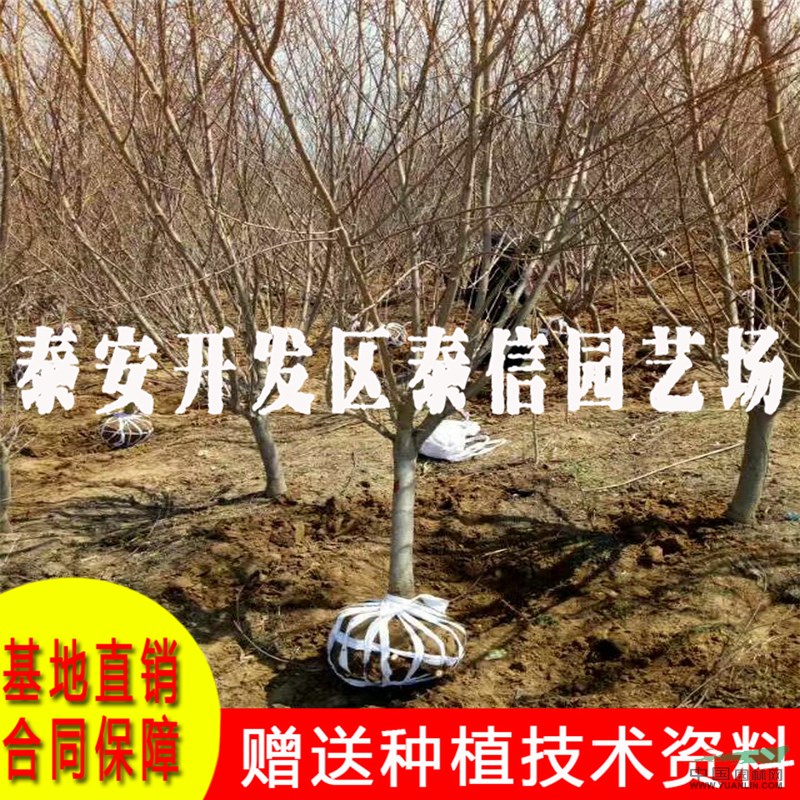 雙喜紅桃苗價格 雙喜紅桃苗基地