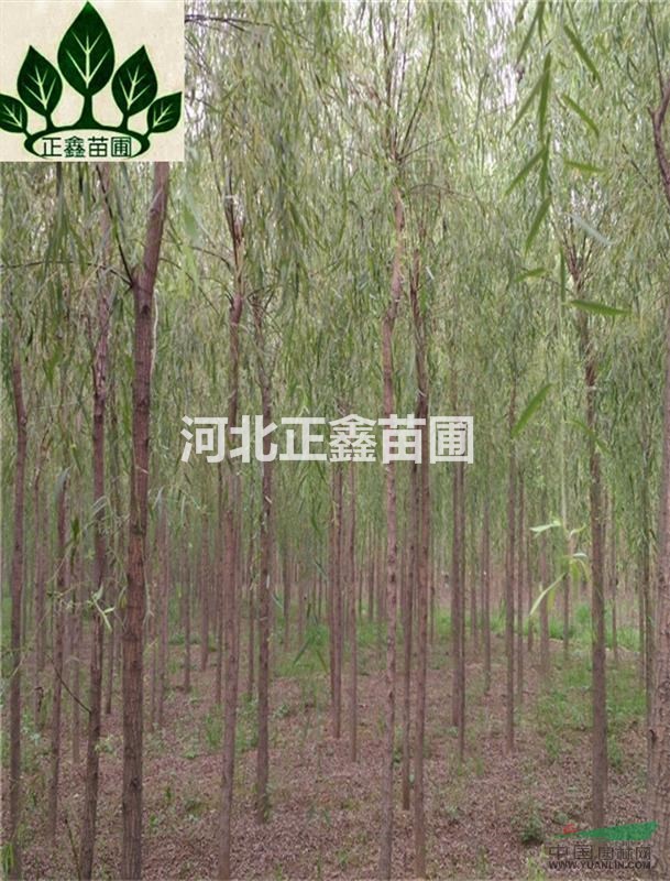 河北保定垂柳|垂柳基地|垂柳品種