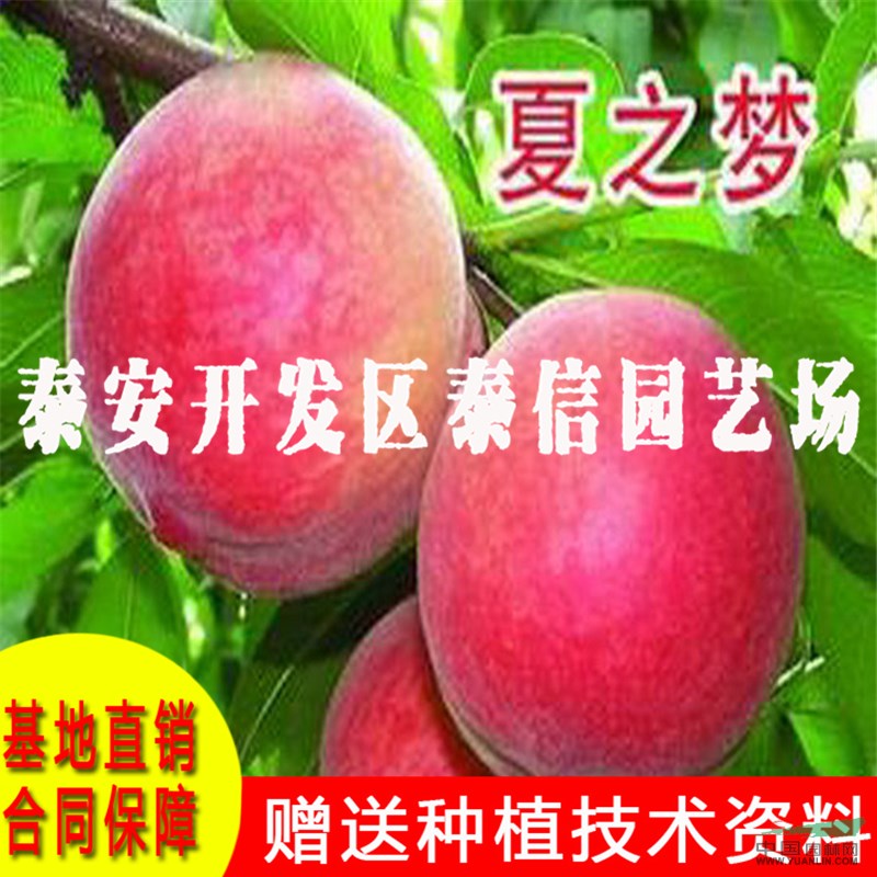 中油金紅桃苗批發(fā) 中油金紅桃苗基地