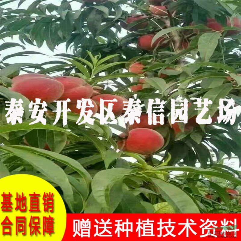 中油蟠5號(hào)桃苗批發(fā) 中油蟠5號(hào)桃苗價(jià)格