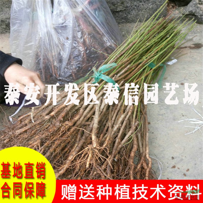 中油蟠5號(hào)桃苗批發(fā) 中油蟠5號(hào)桃苗價(jià)格